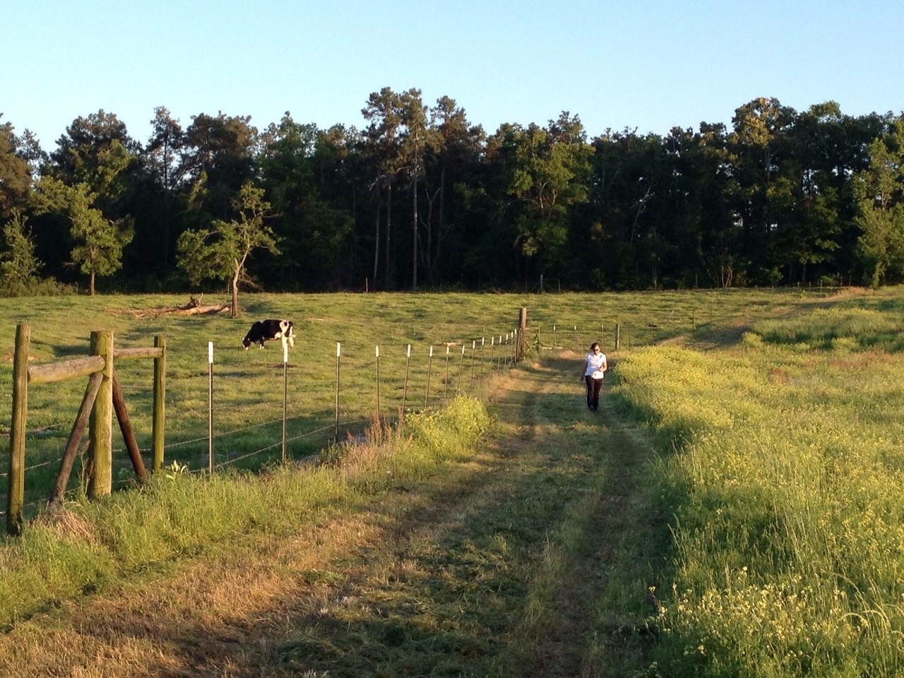 Runner passes cow in pasture trail race